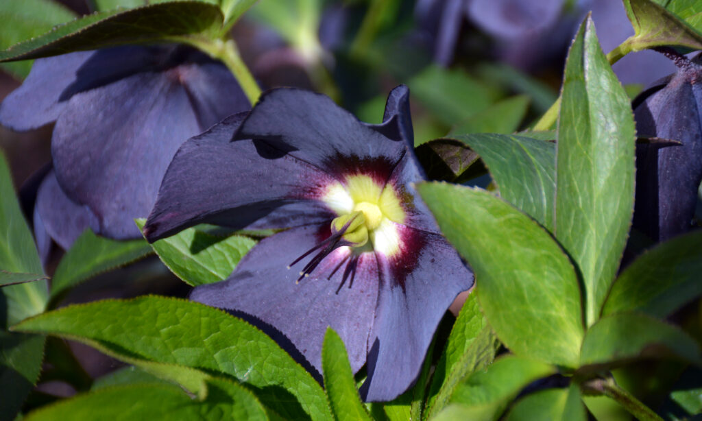 Learn more about hellebores