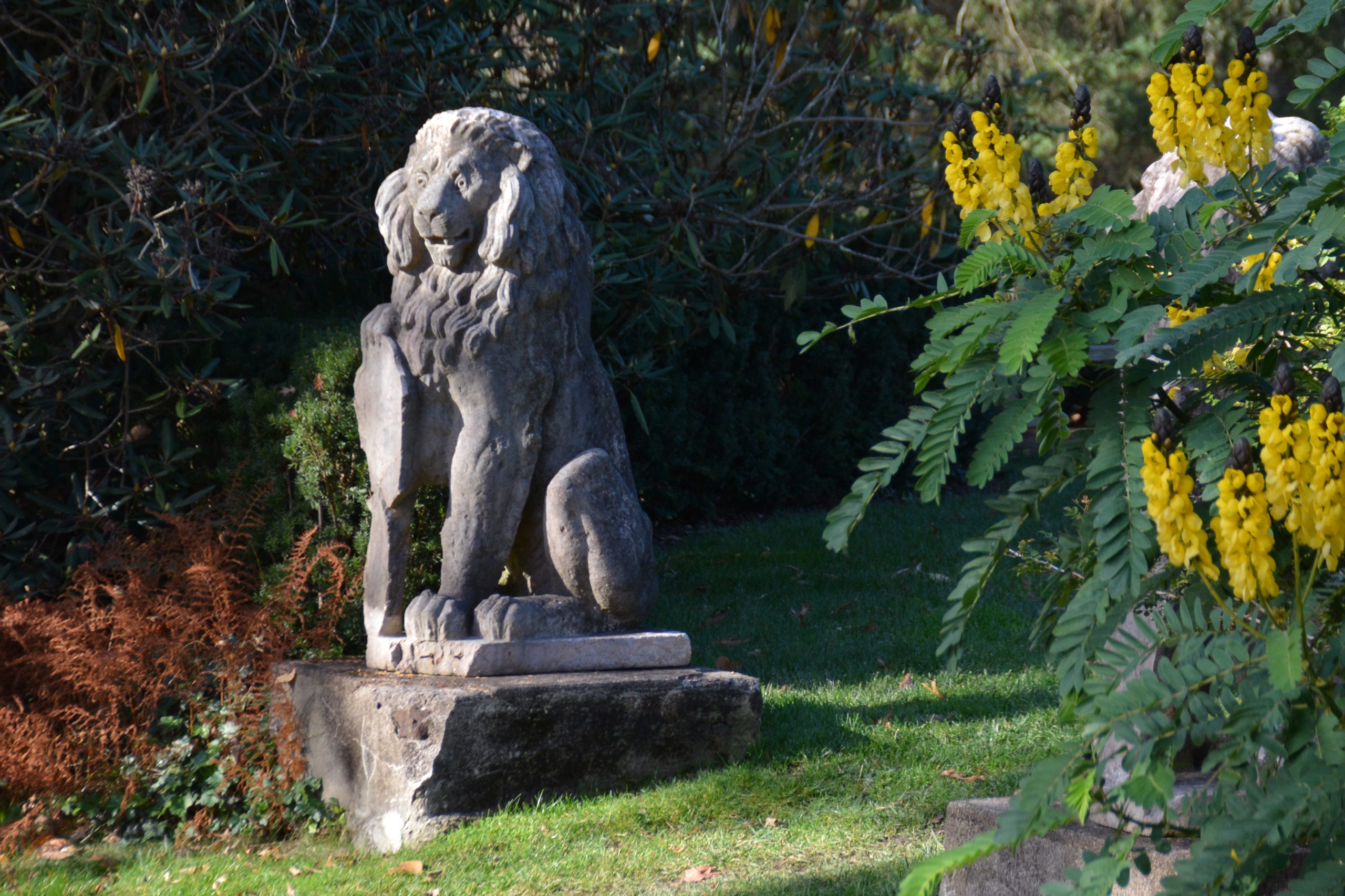 Terracota lion with shield Lion and Senna didymobotrya – Popcorn Cassia