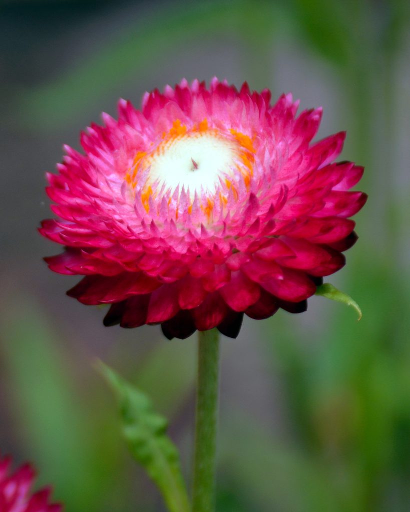 Learn more about our summer blooms