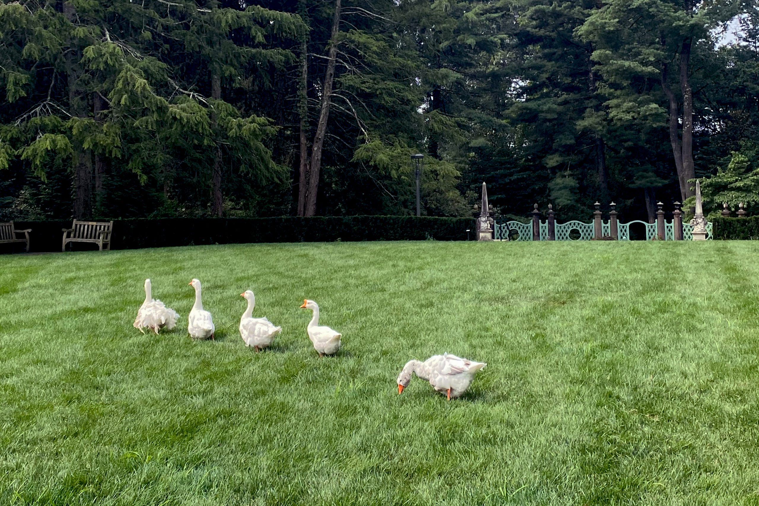 geese lawn