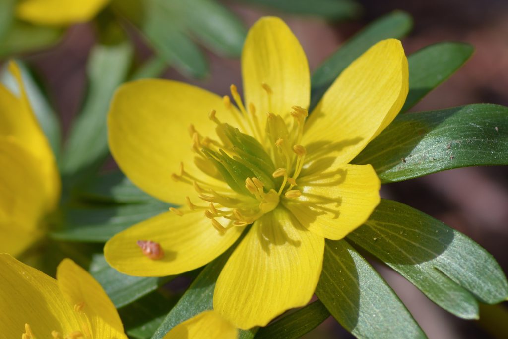 Learn more about the blooms, bulbs, and bracts of winter aconite