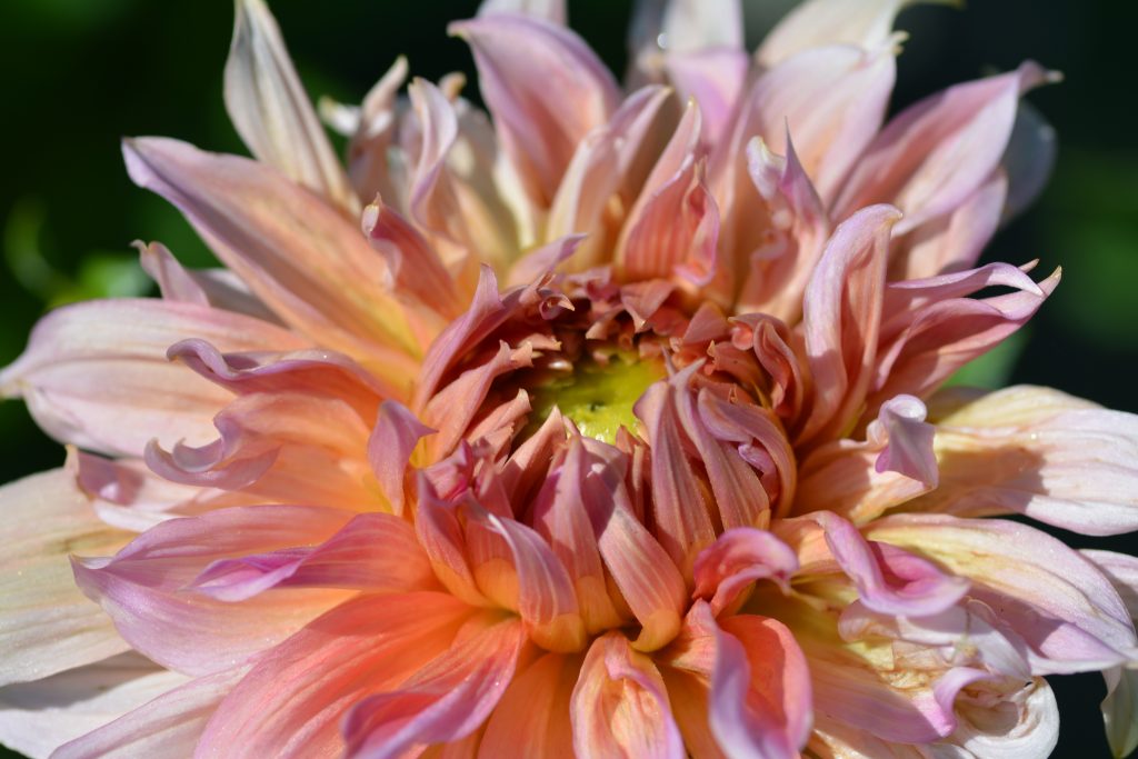 Learn more about our blooming dahlias