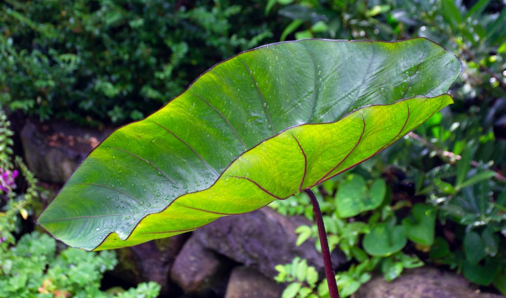 Learn more about our ornamental taros